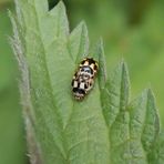 Vierzehnpunkt-Marienkäfer (Propylea quatuordecimpunctata) bei der Paarung