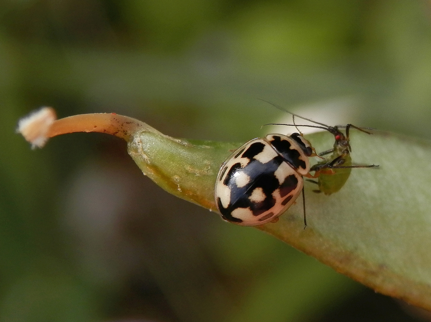 Vierzehnpunkt-Marienkäfer (Propylea quatuordecimpunctata) beim Blattlaus-Schmaus