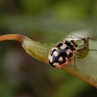 Vierzehnpunkt-Marienkäfer (Propylea quatuordecimpunctata) beim Blattlaus-Schmaus