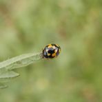 Vierzehnpunkt-Marienkäfer (Propylea quatuordecimpunctata)