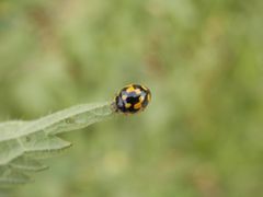 Vierzehnpunkt-Marienkäfer (Propylea quatuordecimpunctata)