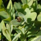 Vierzehnpunkt-Marienkäfer (Propylea quatuordecimpunctata)