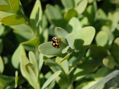 Vierzehnpunkt-Marienkäfer (Propylea quatuordecimpunctata)