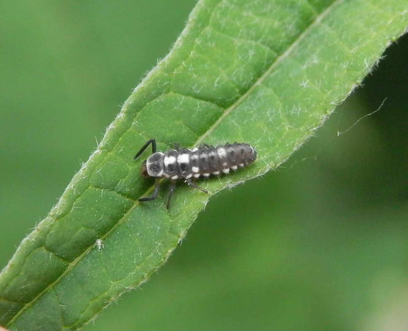 Vierzehnpunkt-Marienkäfer (Propylea quatuordecimpunctata) - Larve