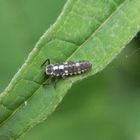 Vierzehnpunkt-Marienkäfer (Propylea quatuordecimpunctata) - Larve