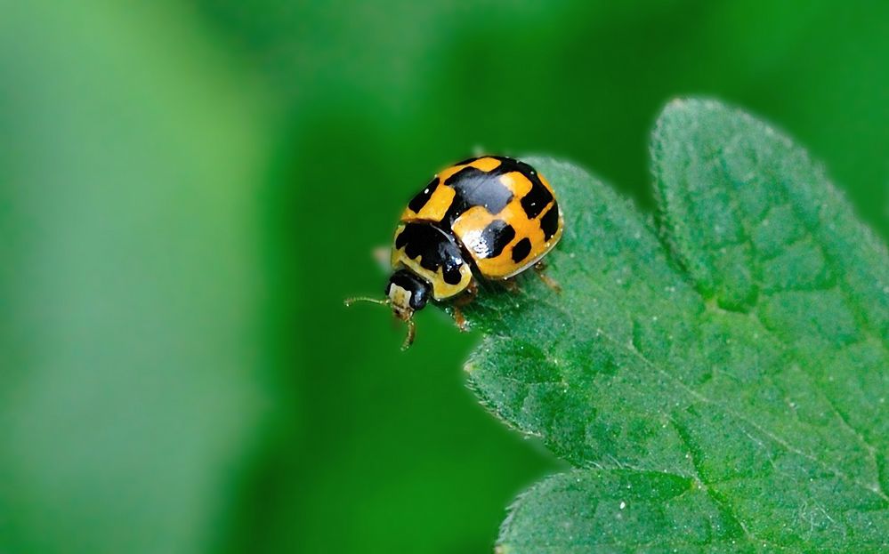 Vierzehnpunktiger Marienkäfer