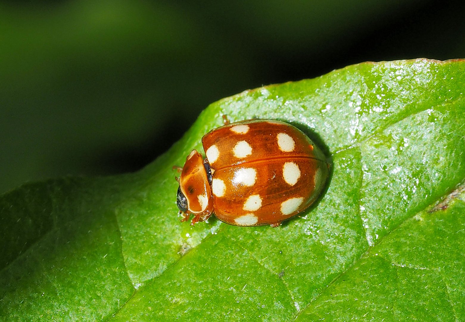 Vierzehntropfige Marienkäfer