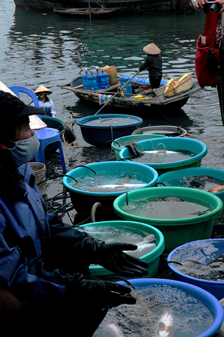 VIET NAM HALONG La marchande de poissons