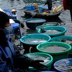 VIET NAM HALONG La marchande de poissons