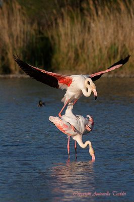 Vietato ai minori ....