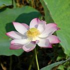 Vietnam (2008), perfekte Lotusblüte