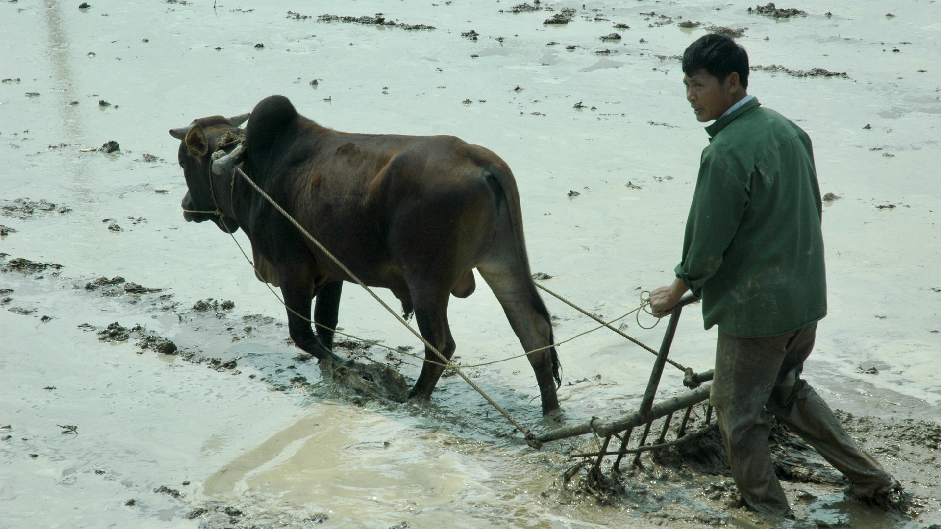 Vietnam (2008), Reisfeld