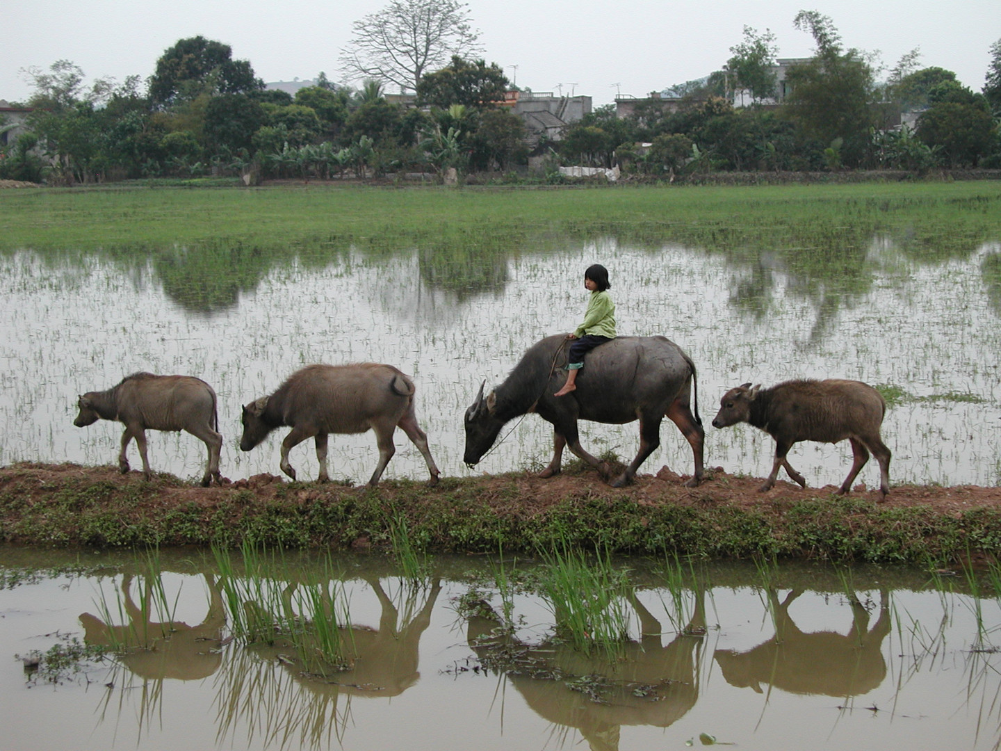 Vietnam