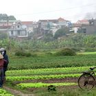 VIETNAM - außerhalb von Hanoi