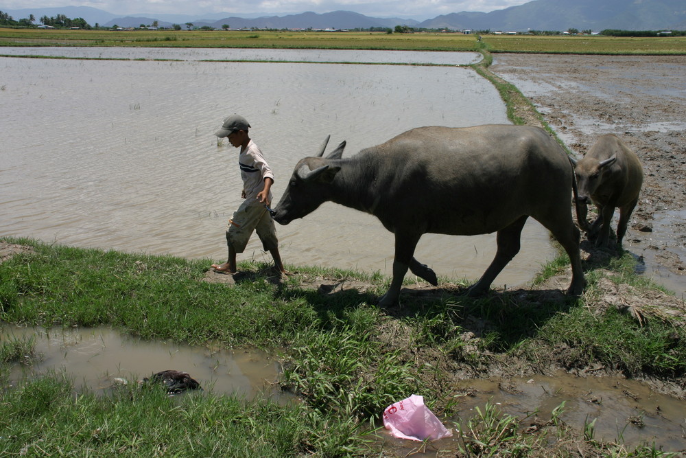 Vietnam