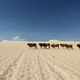 Vietnam Desert