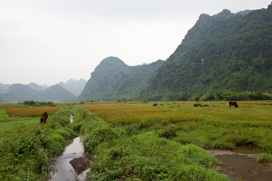 Vietnam Fields