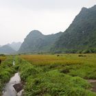 Vietnam Fields