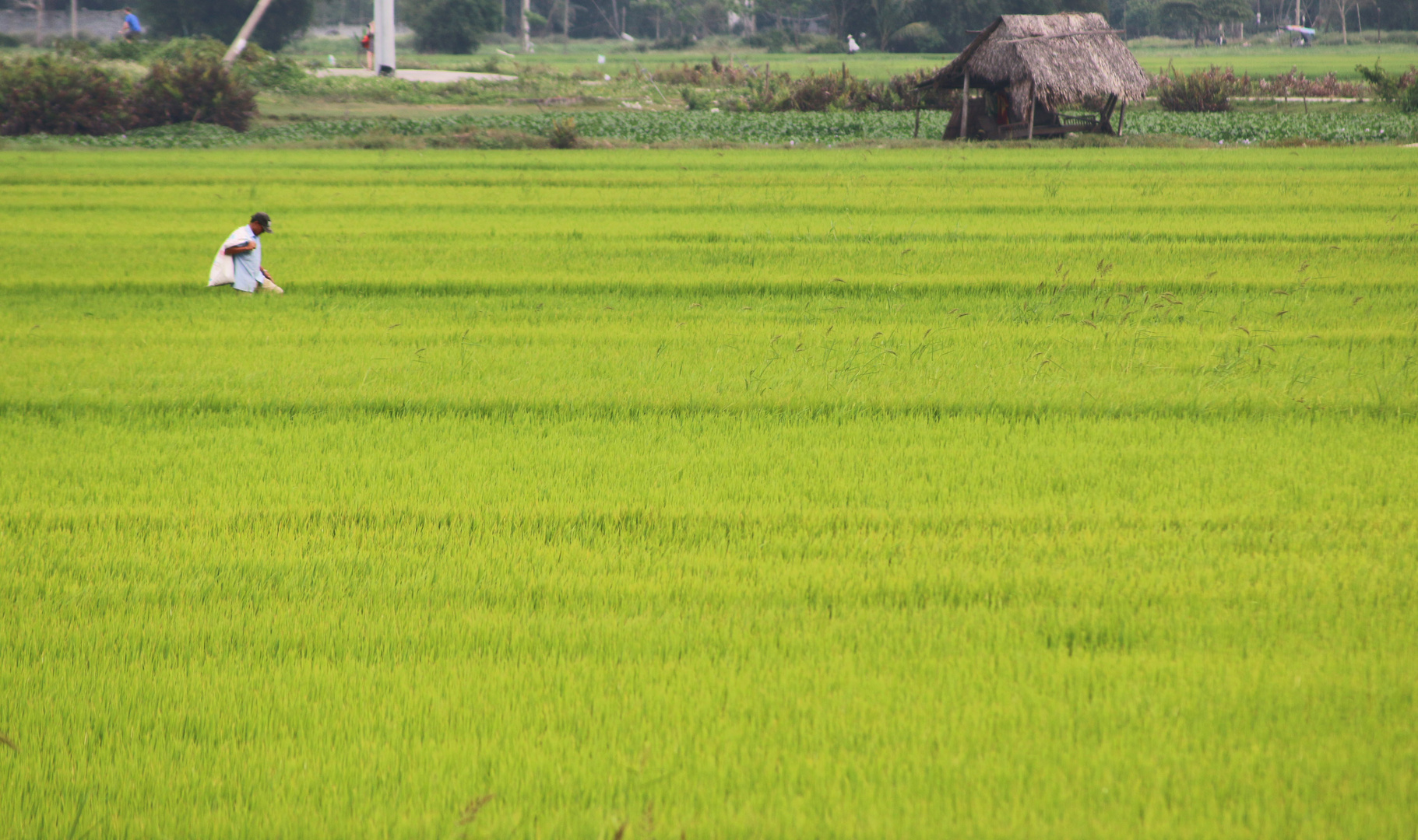 Vietnam, Hoi An, Reisfeld