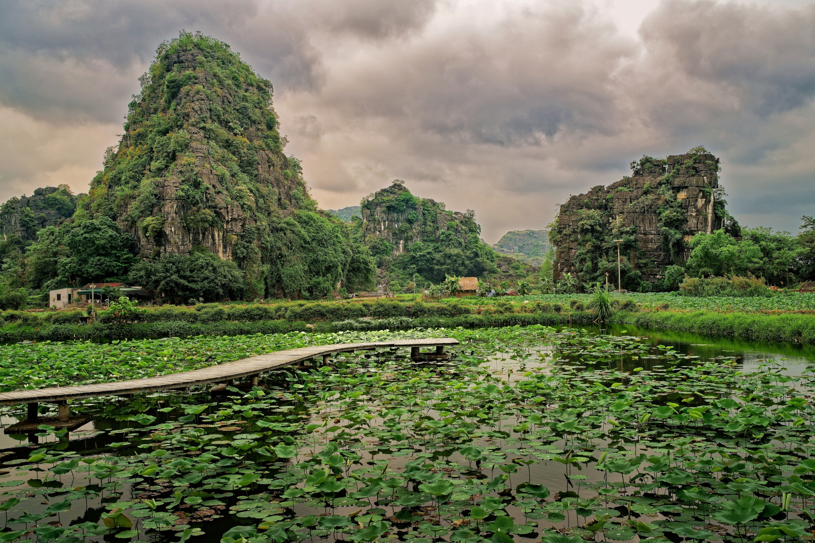 Vietnam Lotusfeld