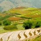 Vietnam - Sapa - Rice terraces