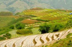 Vietnam - Sapa - Rice terraces