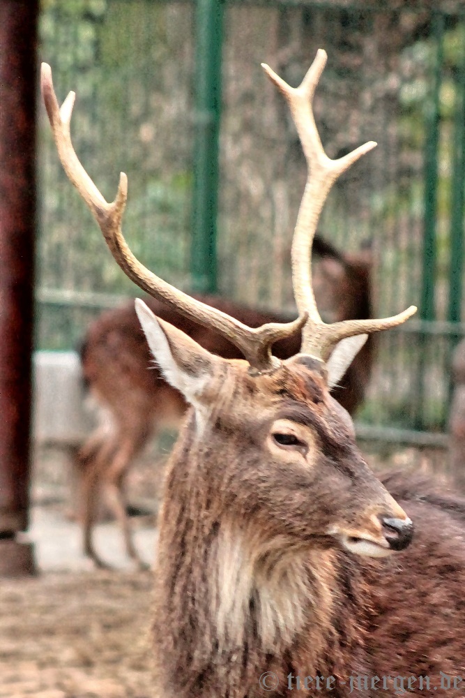 Vietnam-Sika