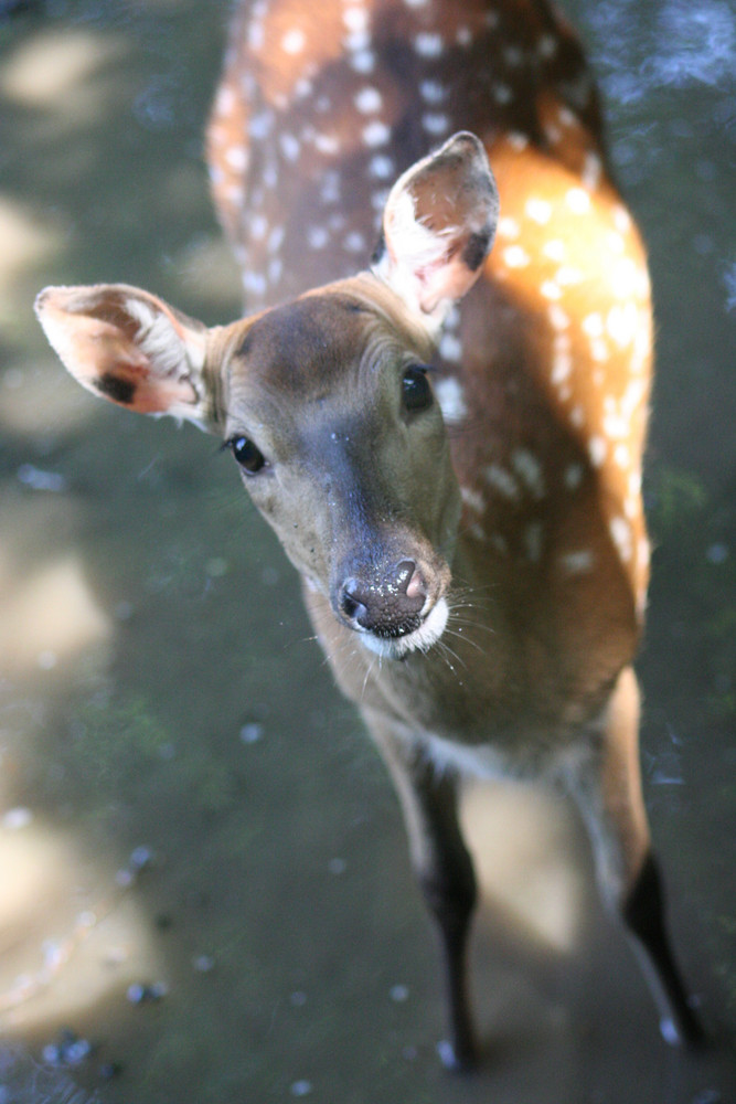 Vietnam-Sika