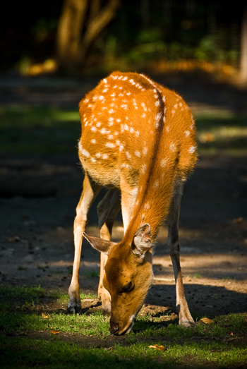 Vietnam-Sikahirsch