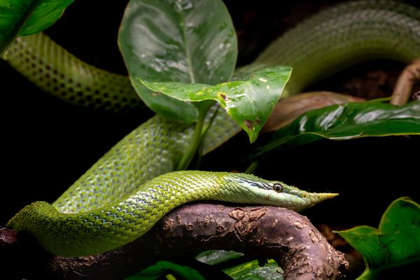 Vietnamesische Langnasennatter