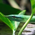 Vietnamesische Langnasennatter / Aquarium Köln