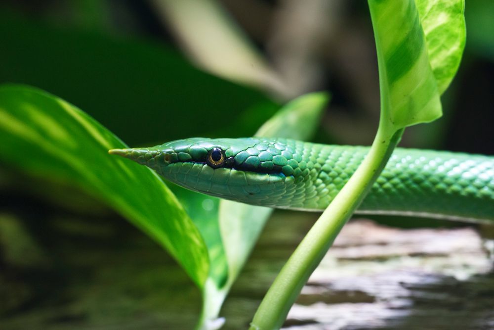 Vietnamesische Langnasennatter / Aquarium Köln