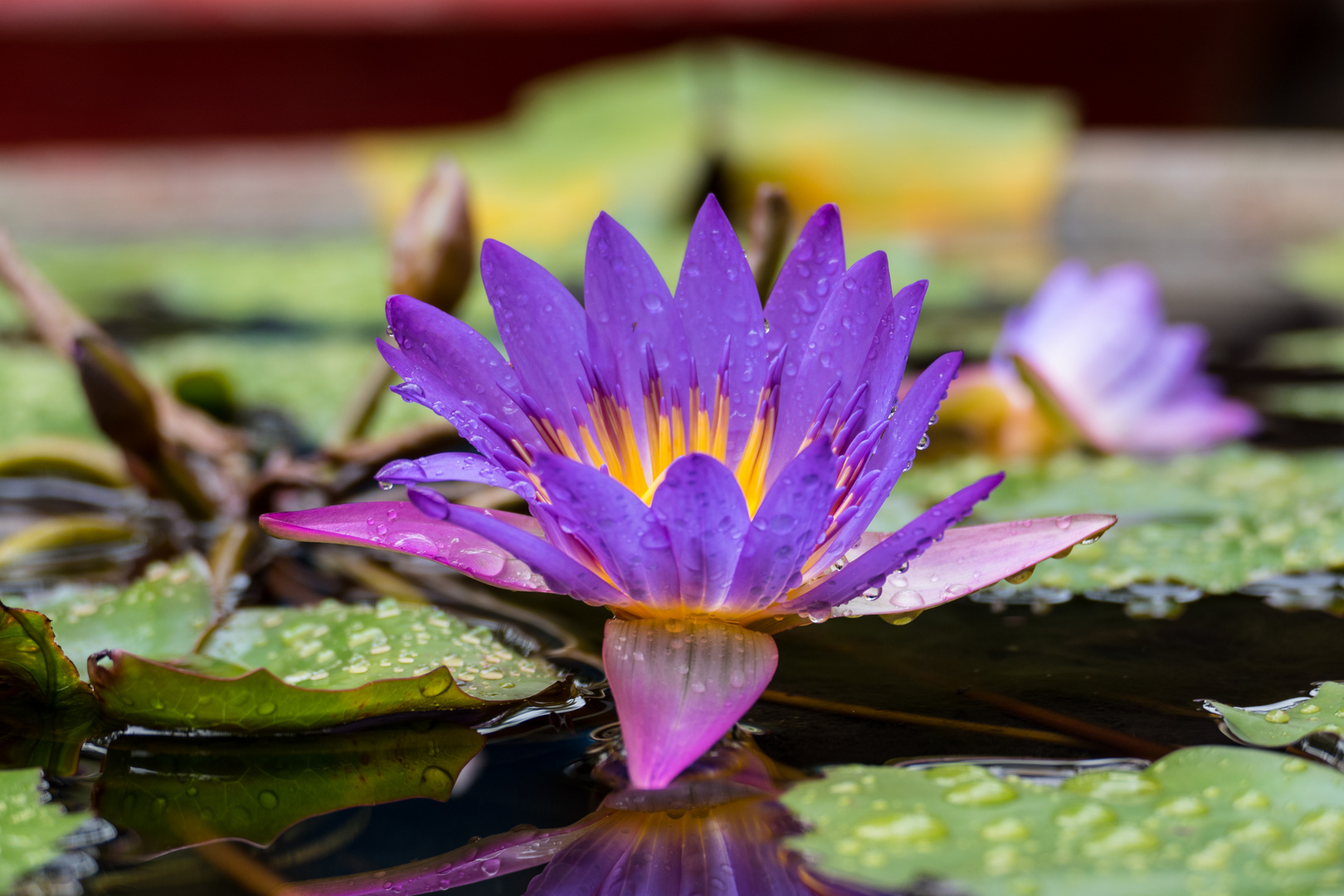 Vietnamesische Seerose