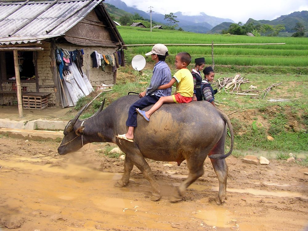 vietnamesischer Reitbüffel