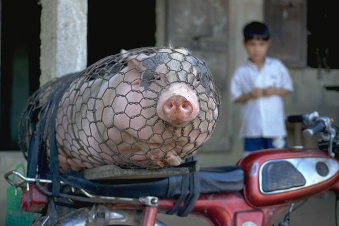 Vietnamesischer Rollbraten ...