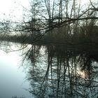 Vieux bras de Sambre devenus étangs de pêche à Floriffoux.