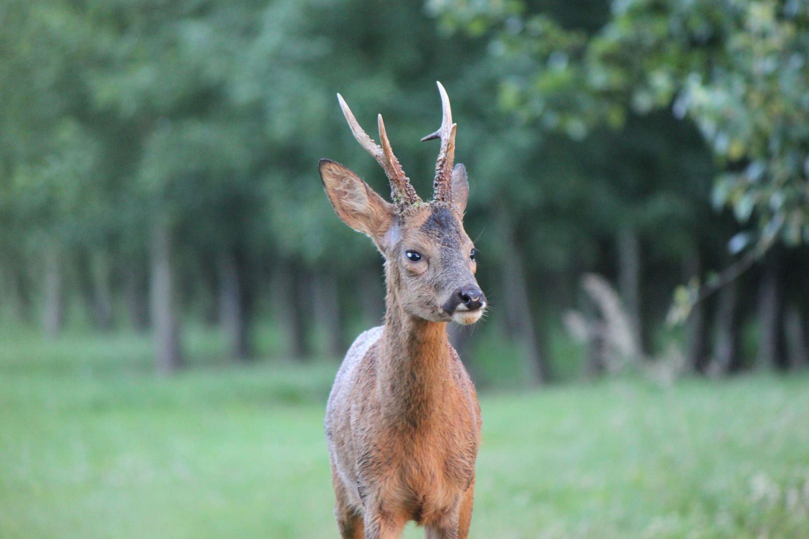 Vieux brocard photo et image animaux, animaux sauvages, cervidés sauvages Images