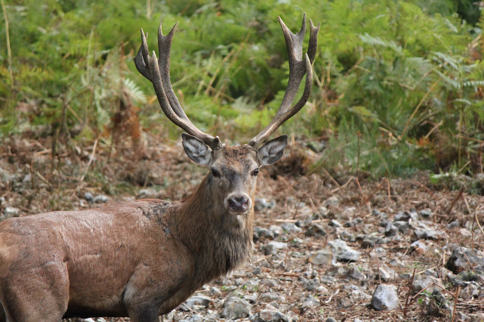 Vieux cerf