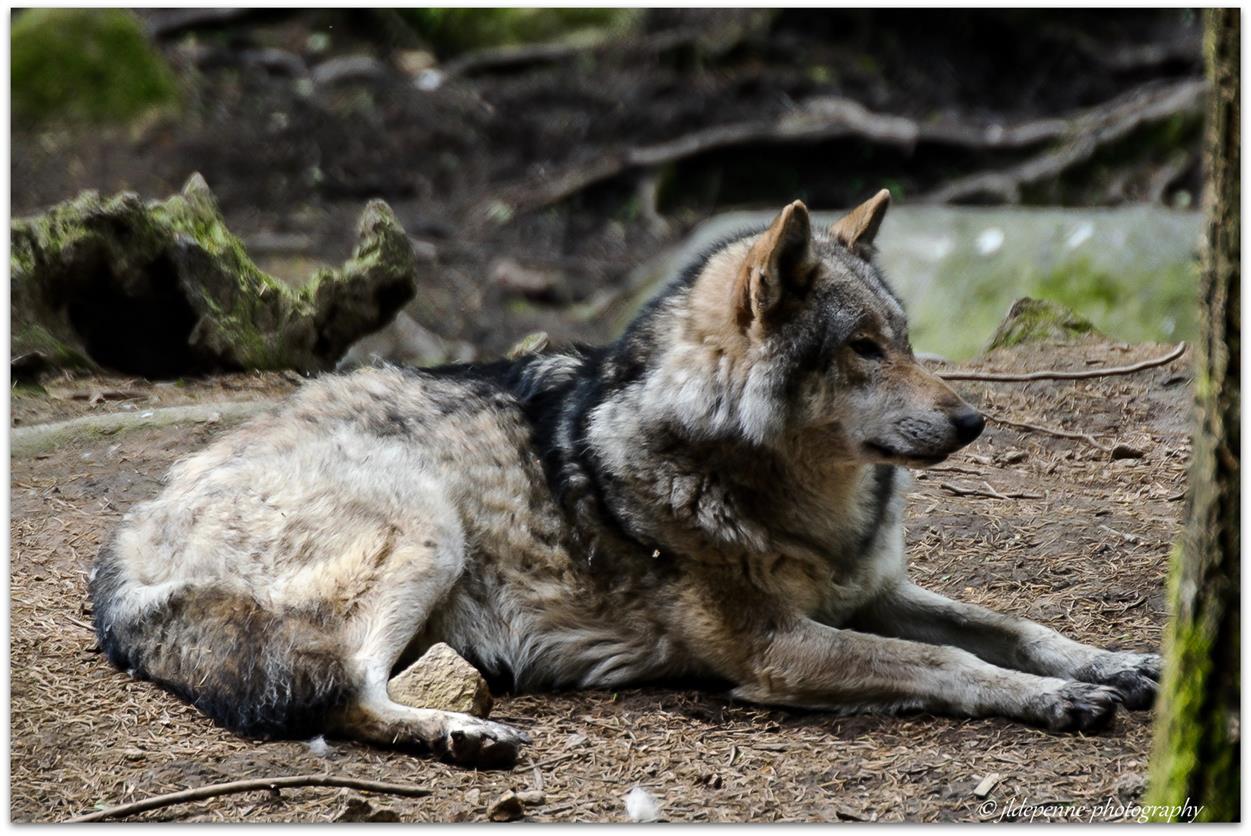 Vieux loup européen