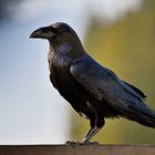Vieux maître corbeau