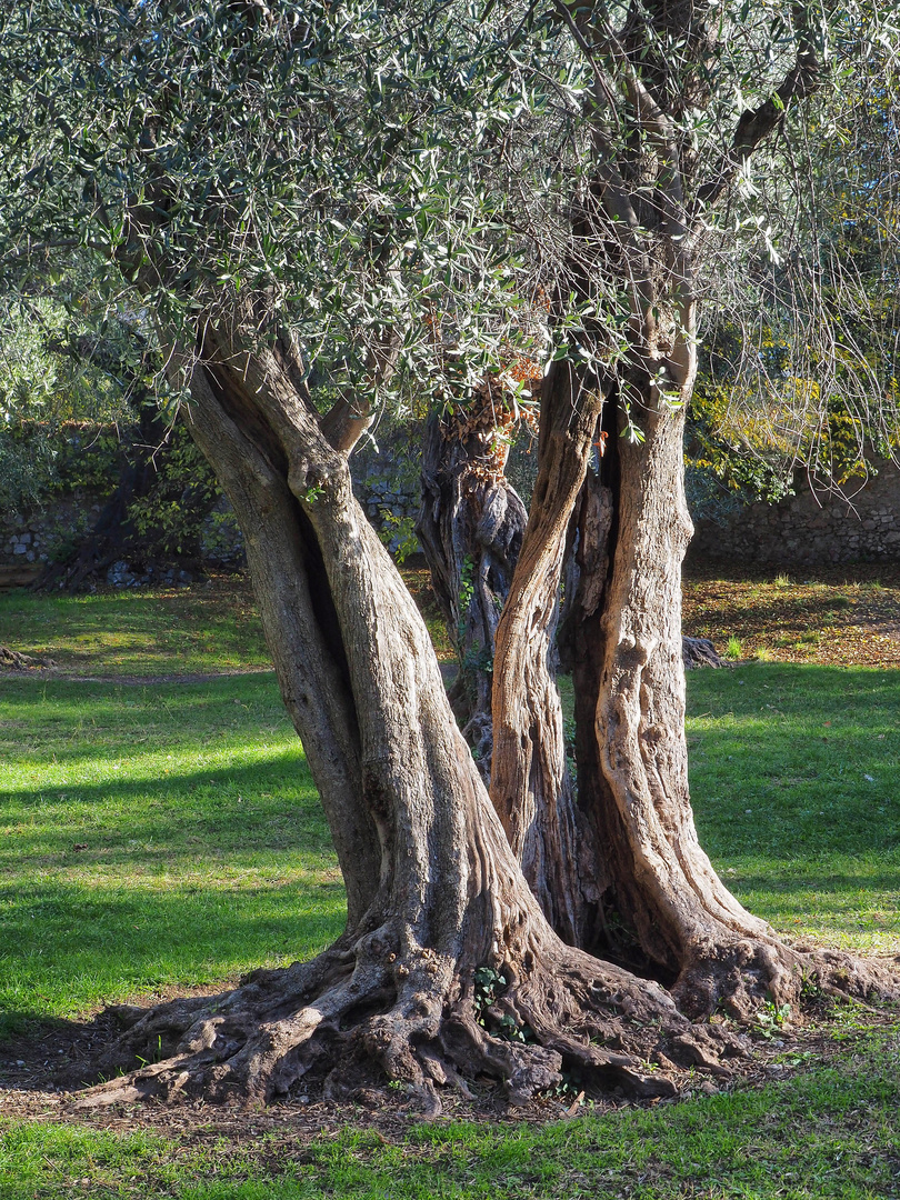 Vieux oliviers du parc des Arènes de Cimiez