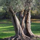 Vieux oliviers du parc des Arènes de Cimiez