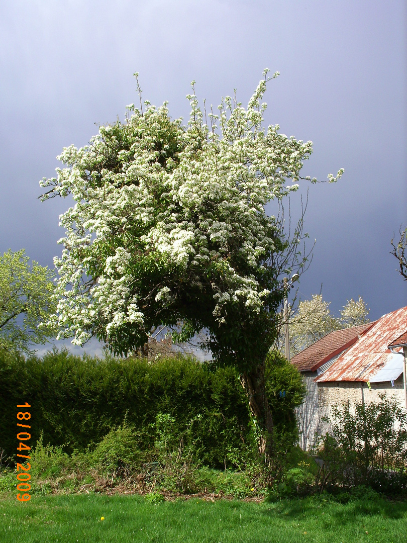 vieux poirier et lierre