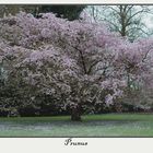 vieux prunus en fleur