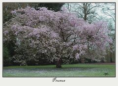 vieux prunus en fleur