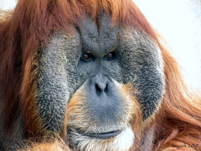 Vieux sage. photo et image animaux, animaux sauvages, bovidés à l