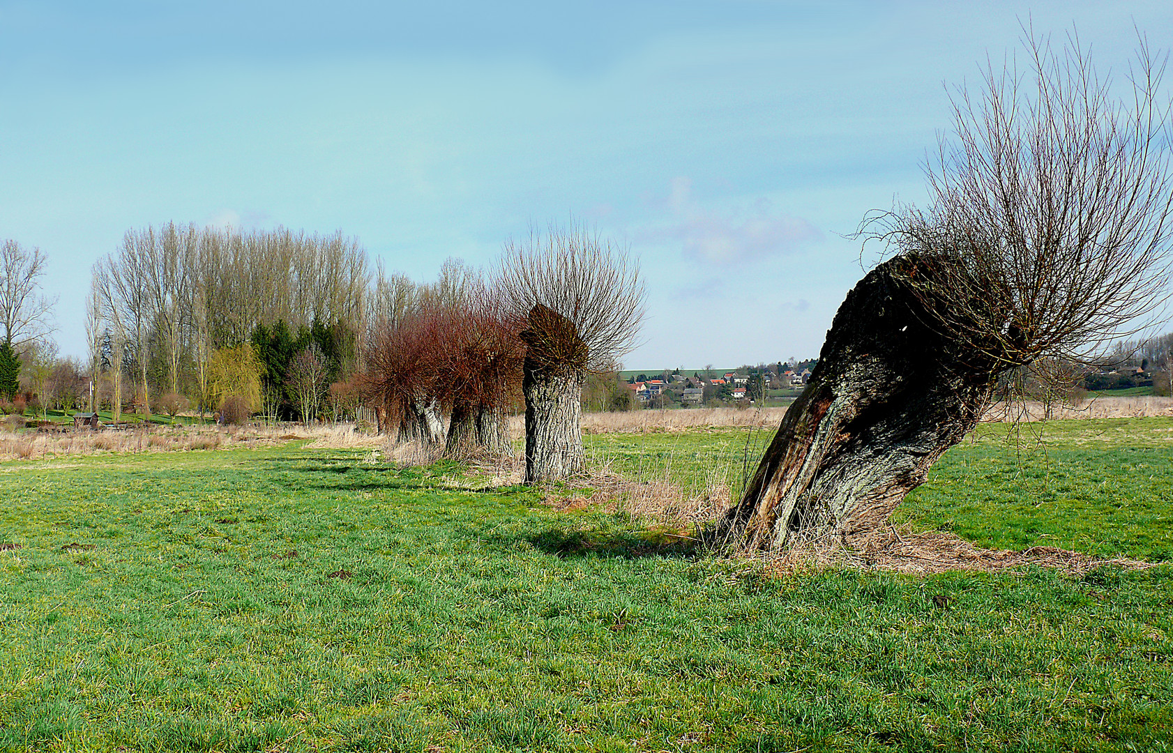 Vieux saules