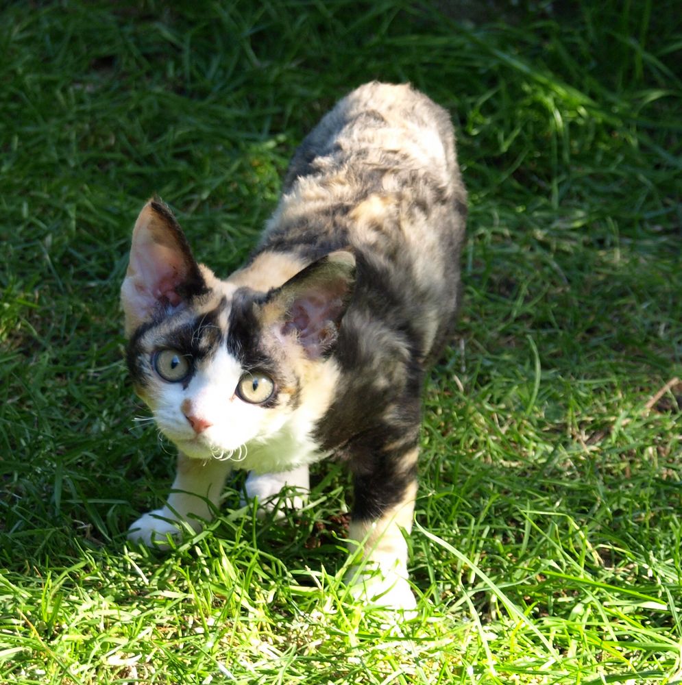 Vievke im Garten