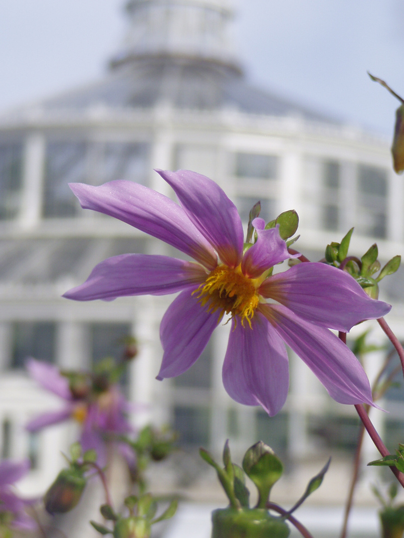 View at the botanic gardens / Impression im Botanischen Garten