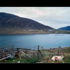 View back to Ardhasaig